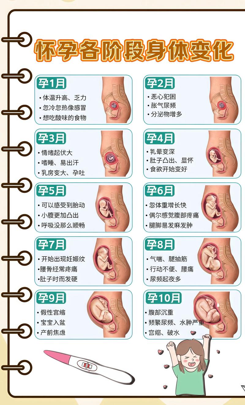 揭秘供卵代孕妈妈怀孕小腹分两节，孕期变化的奥秘阿坝代生机构: